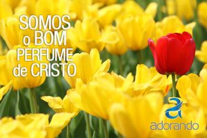 adorando_bomperfume